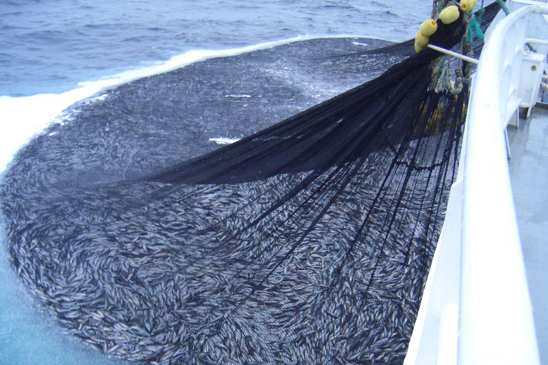 Seine Nets